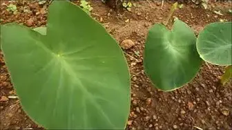 Video thumbnail for Growing colocasia from rhizomes / Growing kesu from roots