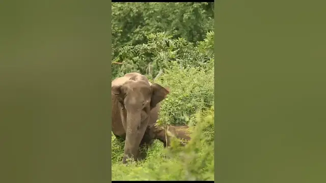 Video thumbnail for Sri Lankan Wildlife #shorts