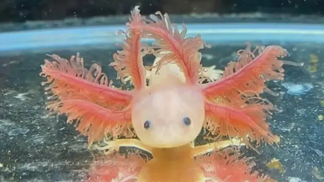 Video thumbnail for Axolotl breeds , Morphs and Colors