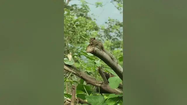 Video thumbnail for Squirrel #shorts