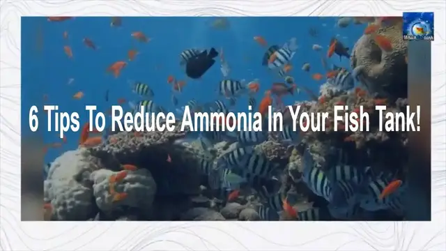 'Video thumbnail for 6 Tips to Reduce Ammonia In Your Fish Tank'
