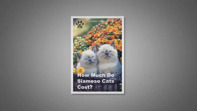 Video thumbnail for How Much Do Siamese Cats Cost?