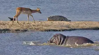 Video thumbnail for Buck Tries to Out-Swim Crocodiles and Hippos