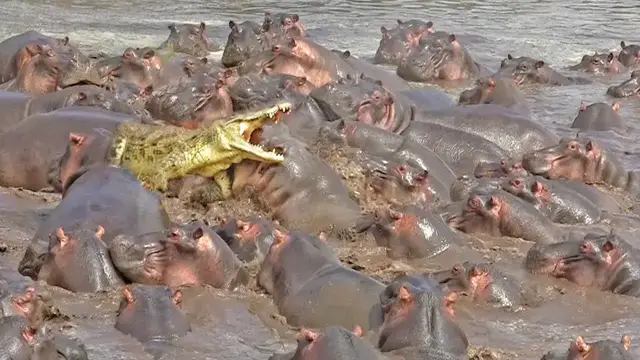 Video thumbnail for The HIPPOPOTAMUS, The Most Dangerous Animal in Africa | Hippo vs Crocodiles, SHARK & Lions