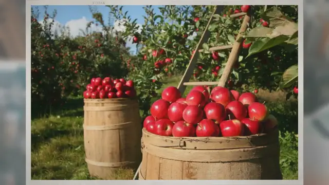 Video thumbnail for How Tall Do Apple Trees Grow?