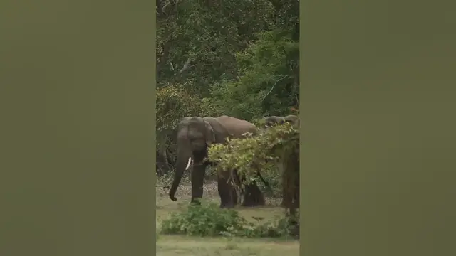 Video thumbnail for Elephant Fight #shorts