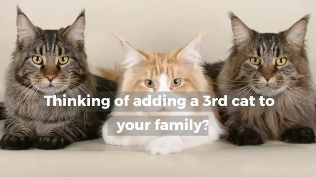 'Video thumbnail for WHAT SHOULD I EXPECT WHEN I ADD ANOTHER CAT?'