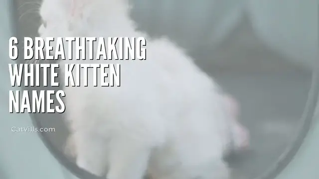 Video thumbnail for 6 BREATHTAKING WHITE KITTEN NAMES