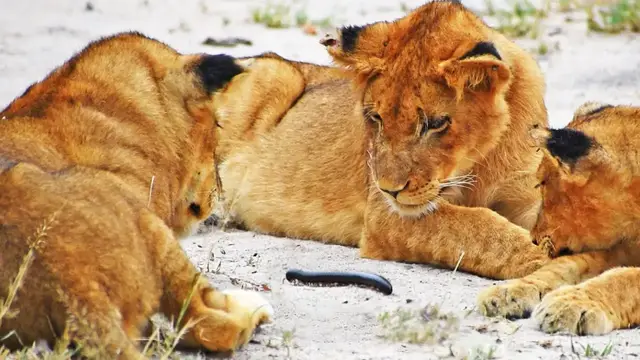 'Video thumbnail for Millipede Tries to Climb on Lion's Tail'