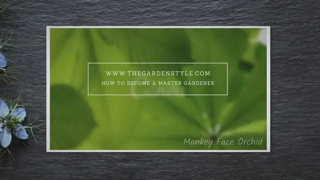 'Video thumbnail for Monkey Face Orchid (Dracula simia)'