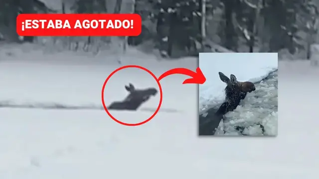 'Video thumbnail for Alce llevaba horas atrapada en el agua congelada ¡Su agradecimiento es conmovedor!'