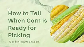 Video thumbnail for How to Tell When Corn is Ready for Picking