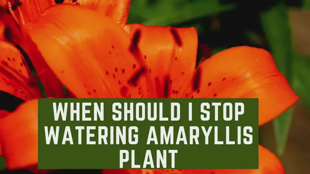 Video thumbnail for When Should I Stop Watering Amaryllis Plant
