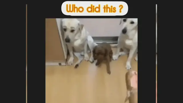 'Video thumbnail for How to discipline a dog ?'