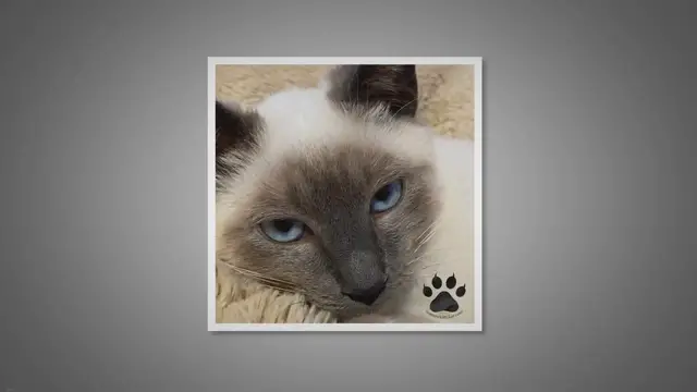 Video thumbnail for Do All Siamese Cats Have Blue Eyes?