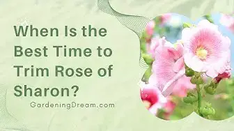 Video thumbnail for When Is the Best Time to Trim Rose of Sharon?