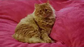 'Video thumbnail for 10 COOL CAT NAMES'