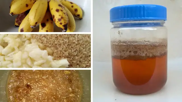Video thumbnail for How To Make Fermented Fruit Juice Fertilizer (FFJ)