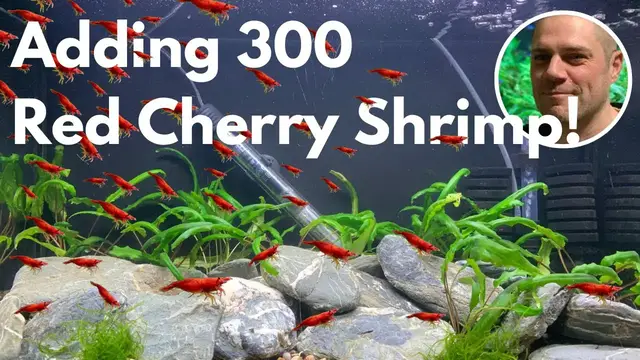 Video thumbnail for Adding 300 Red Cherry Shrimp to my Aquarium! ?