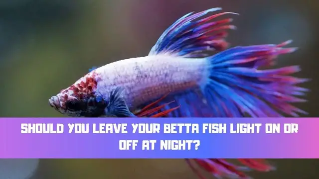 Video thumbnail for Should You Leave Your Betta Fish Light On Or Off At Night?
