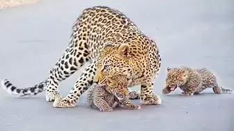 'Video thumbnail for Leopard Teaches Cubs How to Cross the Road'