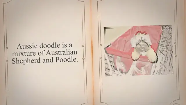 'Video thumbnail for Aussiedoodle Mixed Dog Breed Pictures, Facts, Characteristics [2023]'