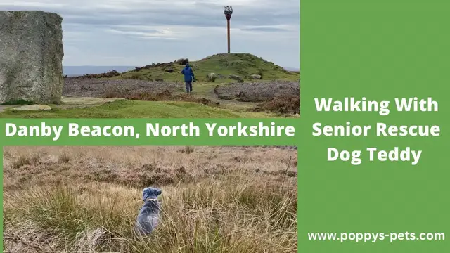 Video thumbnail for Danby Beacon, near Castleton, North Yorkshire - Walking Trails With a Senior Dog