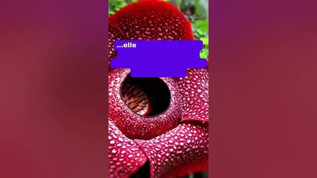 'Video thumbnail for Rafflesia arnoldii'