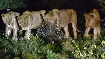 Video thumbnail for 7 Male Lions Can't Take Down 1 Porcupine!