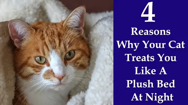 Video thumbnail for Why Does My Cat Sleep On Me? 4 Reasons Your Cat Treats You Like A Plush Bed