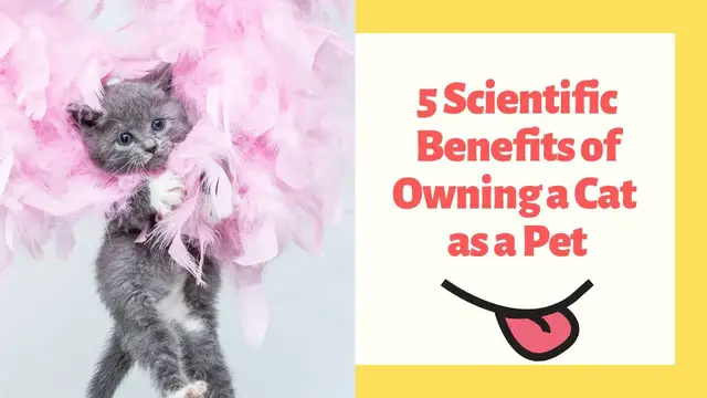 'Video thumbnail for 5 Scientific Benefits of Owning a Cat as a Pet'