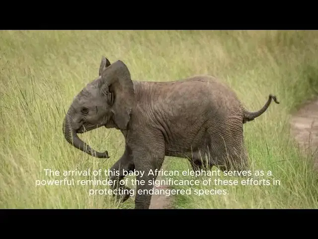 Video thumbnail for First Baby African Elephant Born At Disneys Animal Kingdom In 7 Years, Park Says - Cnn |