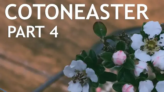 Video thumbnail for Cotoneaster Bonsai, 4