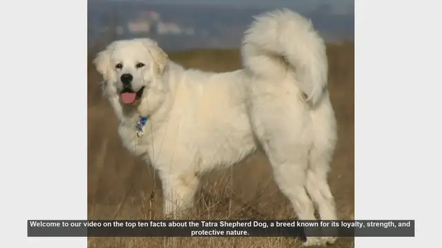Video thumbnail for Top 10 Facts About the Tatra Shepherd Dog
