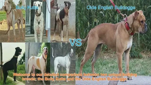 Video thumbnail for Bully Kutta vs. Olde English Bulldogge: A Comprehensive Breed Comparison