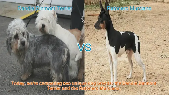 Video thumbnail for Dandie Dinmont Terrier vs. Ratonero Murciano: A Breed Comparison