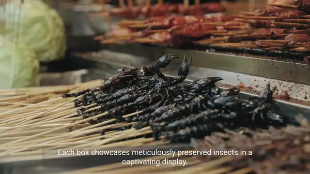 Video thumbnail for Insect Taxidermy Shadow Boxes