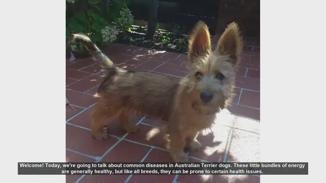 Video thumbnail for Common Health Issues in Australian Terrier Dogs
