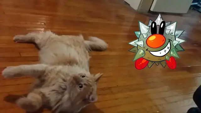 Video thumbnail for Parker Attack | Parker The Cat