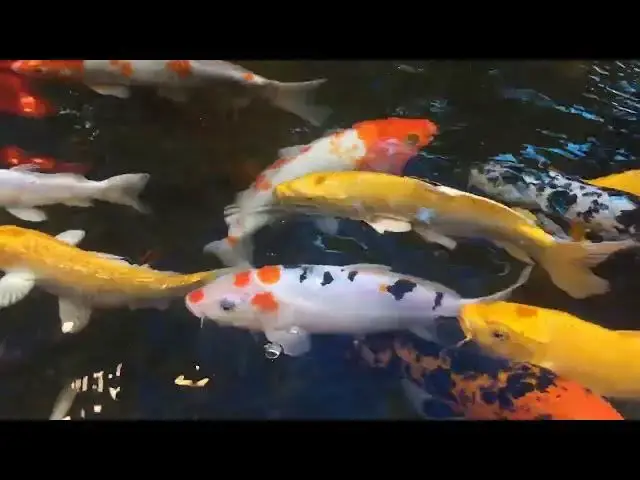 Video thumbnail for Koi Fish Winter Care: Understanding Torpor and Cold-Weather Adaptation