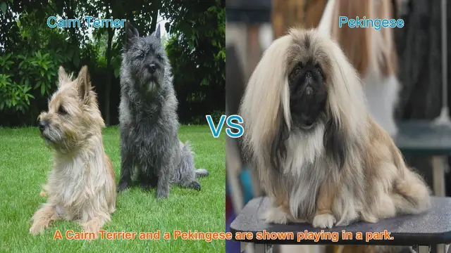 Video thumbnail for Cairn Terrier vs. Pekingese: A Comparison of Beloved Dog Breeds