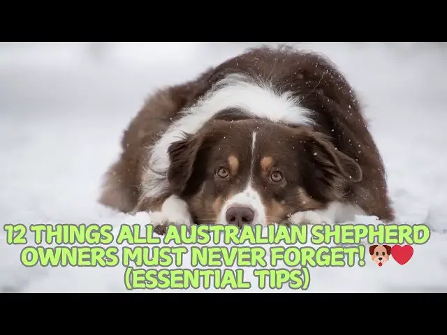 Video thumbnail for 12 Things All Australian Shepherd Owners Must Never Forget! 🐶❤️ (Essential Tips)