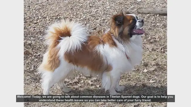 Video thumbnail for Common Health Issues in Tibetan Spaniel Dogs: A Guide for Pet Owners