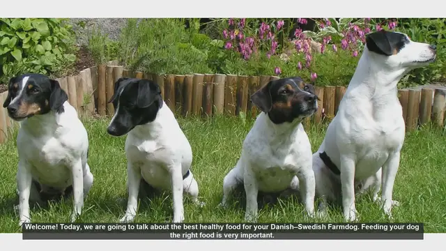 Video thumbnail for Best Healthy Foods for Your Danish–Swedish Farmdog