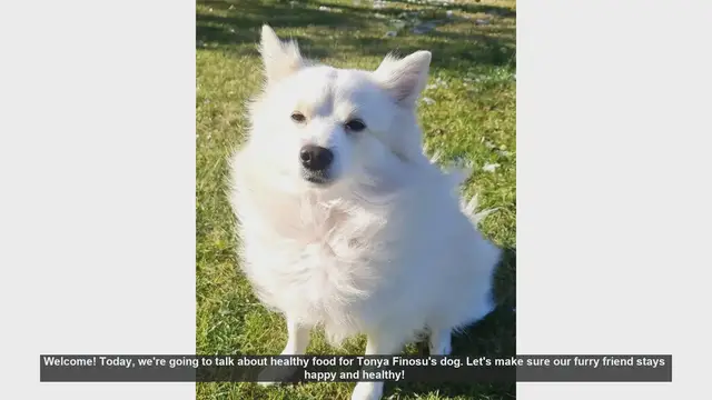 Video thumbnail for Healthy Food Tips for Tonya Finosu's Dog
