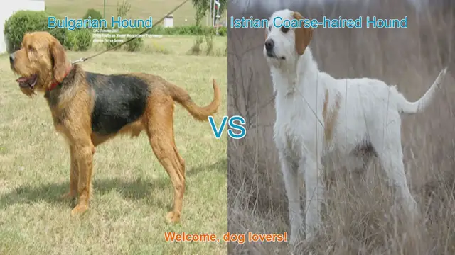 Video thumbnail for Bulgarian Hound vs. Istrian Coarse-haired Hound: A Comparative Guide