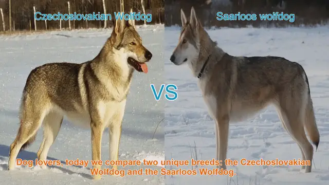 Video thumbnail for Czechoslovakian Wolfdog vs. Saarloos Wolfdog: A Comparison of Two Unique Breeds
