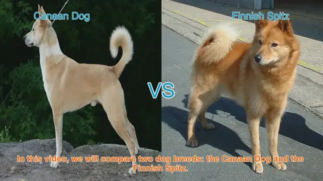 Video thumbnail for Canaan Dog vs. Finnish Spitz: A Breed Comparison