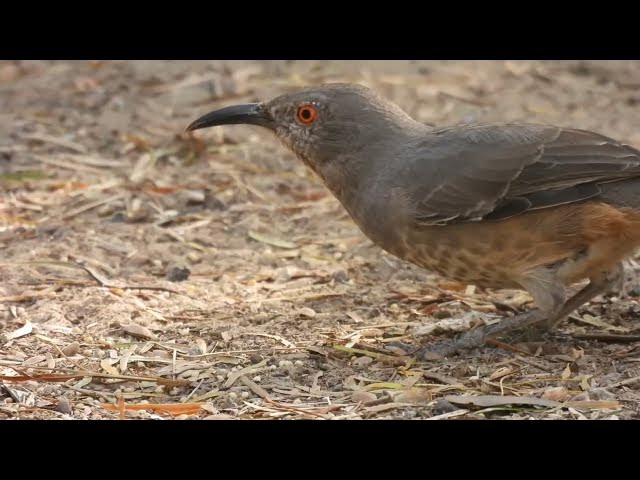 Video thumbnail for Calm Observation of Curve-billed Thrasher in the Wild