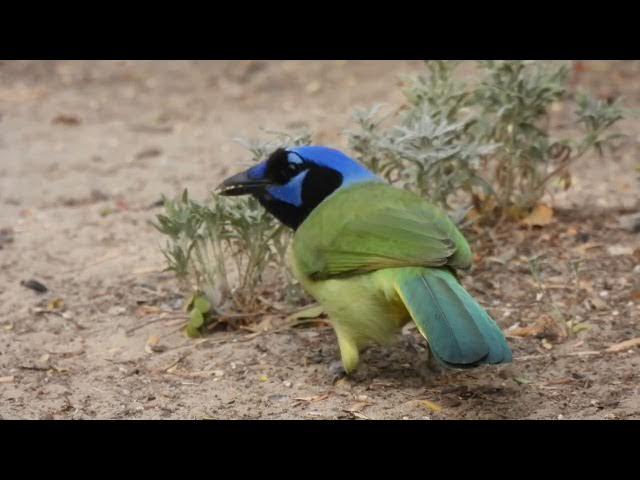 Video thumbnail for Green With Envy Jay